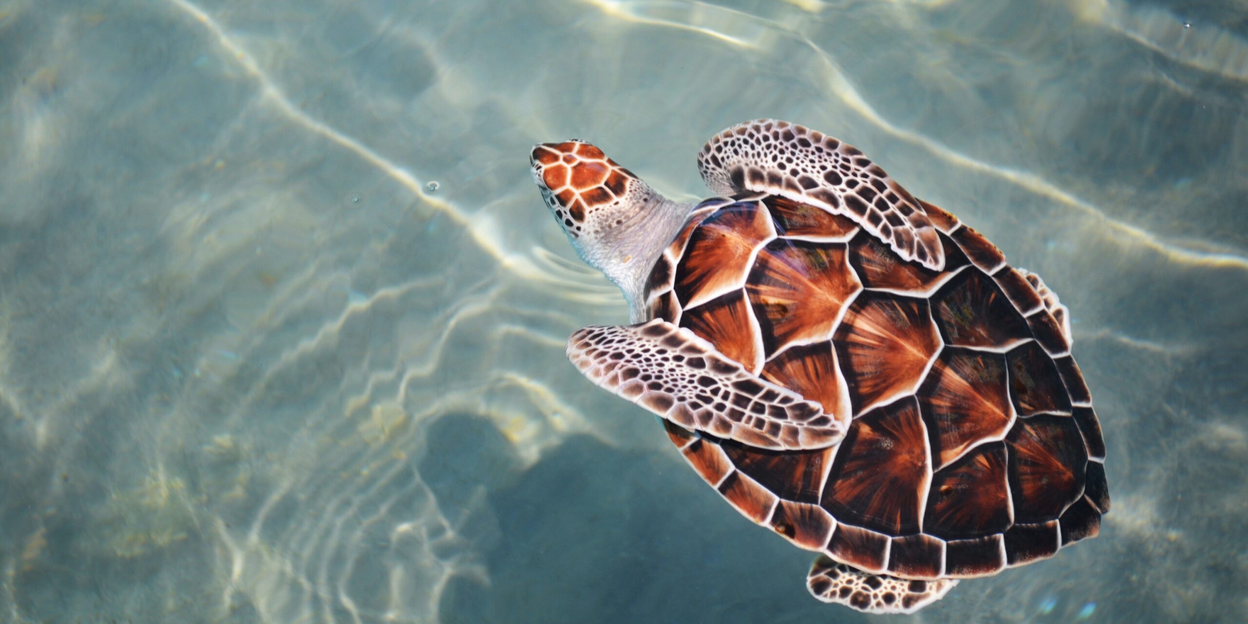 The 10 Best Places to See Turtles JoinMyTrip Blog